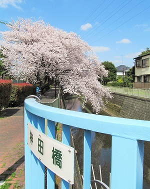 神田川花見ウォーク_3