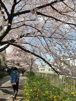 神田川花見ウォーク_4