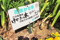 神田川花見ウォーク_5