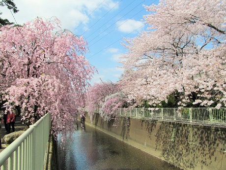 神田川花見ウォーク_6