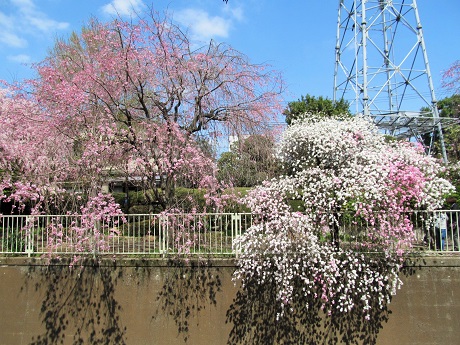 神田川花見ウォーク_7