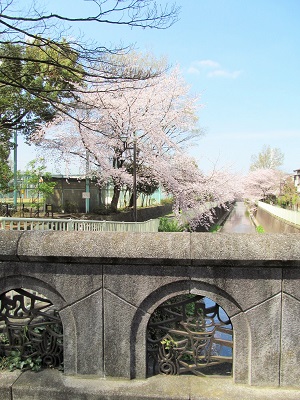 神田川花見ウォーク_10