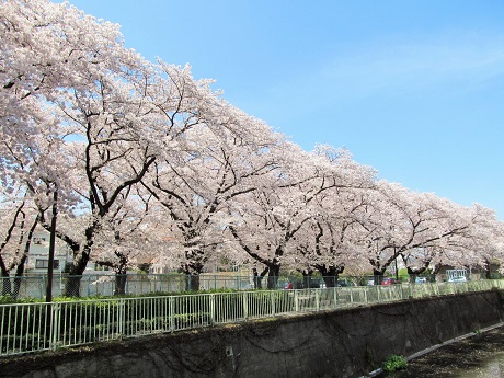 神田川花見ウォーク_11