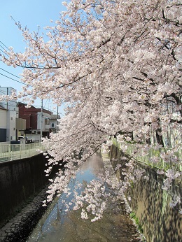神田川花見ウォーク_12