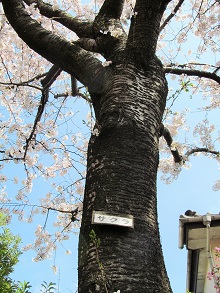 神田川花見ウォーク_13