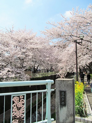 神田川花見ウォーク_14