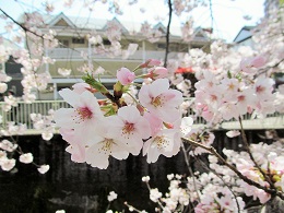神田川花見ウォーク_15