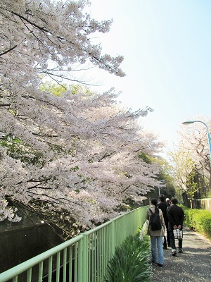 神田川花見ウォーク_19
