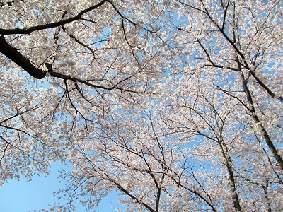 神田川花見ウォーク_21