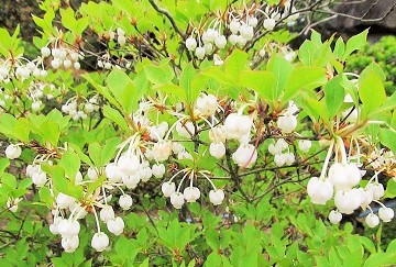 ドウダンツツジの花