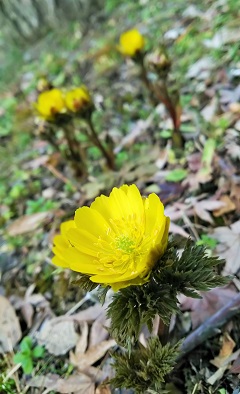 福寿草