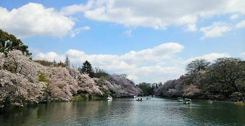 桜ファイナル2017_1