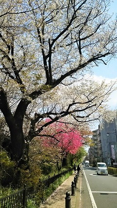 桜ファイナル2017_2