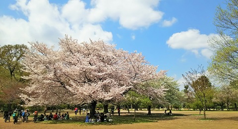 桜ファイナル2017_3