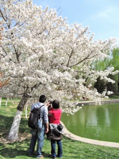 北京・龍潭公園のソメイヨシノ_2