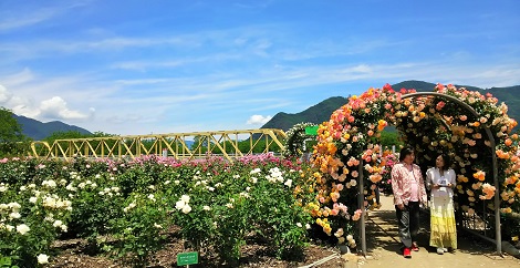 <フォト特集>2017梅雨_3
