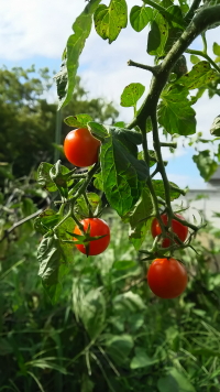 田舎の野菜