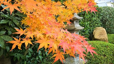 2017初冬_5