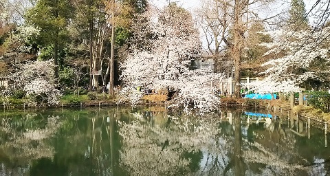 桜の宴2018-1