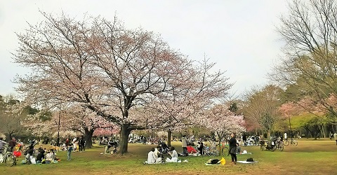 桜の宴2018-3