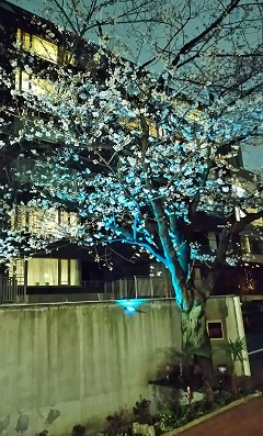桜の宴2018-4