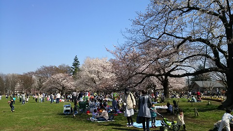 桜の宴2018-6