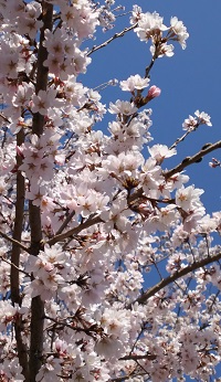 桜の宴2018-7
