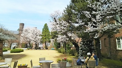 立教大学の桜