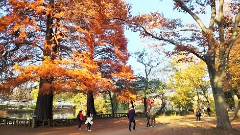 石神井公園