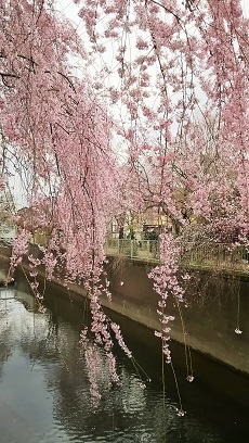 神田川お花見2019_4