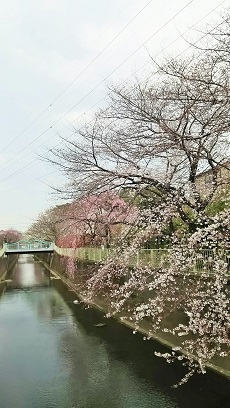 神田川お花見2019_5