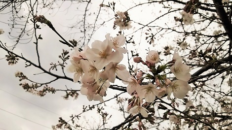 神田川お花見2019_6