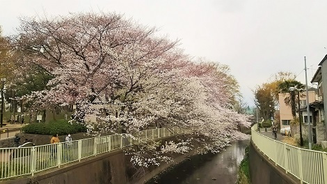 神田川お花見2019_7