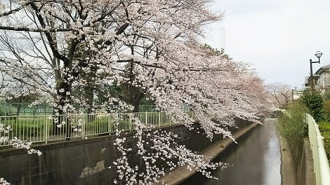 神田川お花見2019_8