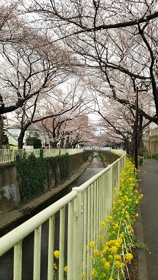 神田川お花見2019_9