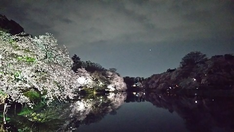 名残りの桜2019_1
