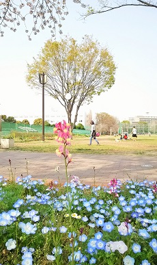 名残りの桜2019_5