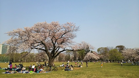 名残りの桜2019_7