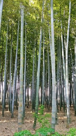 <フォト特集>旬のタケノコ_1