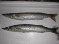 カマス