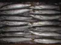カマス