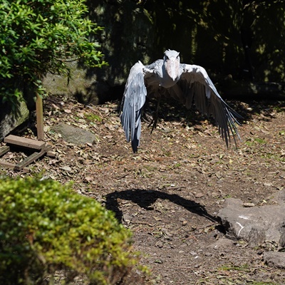 伊豆シャボテン動物公園のハシビロコウ おはようルタンガ3