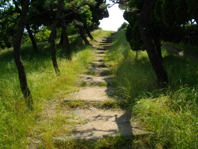 蘇鉄山3