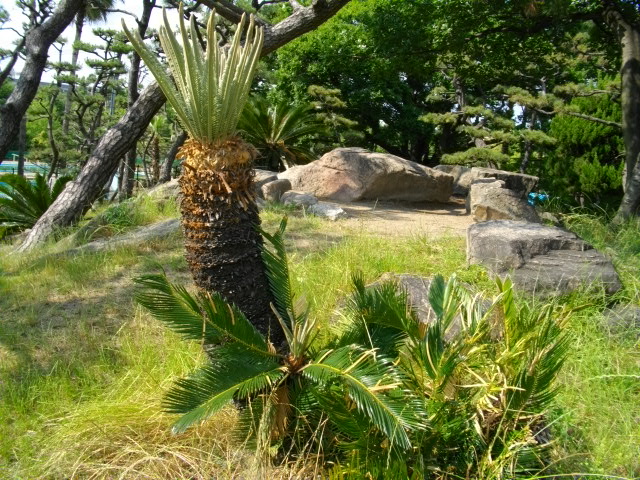 蘇鉄山4
