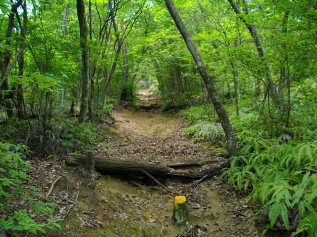 衣笠山3
