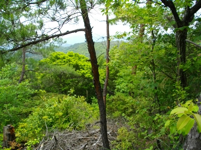 衣笠山11