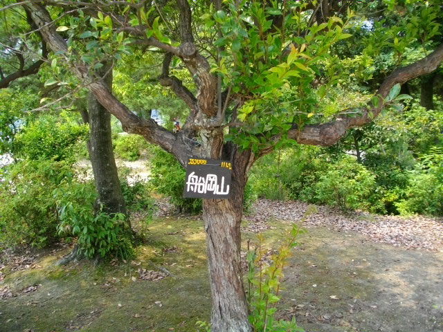 船岡山8