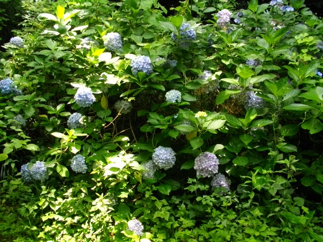 男山17