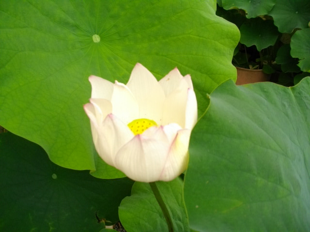 鞍馬寺19