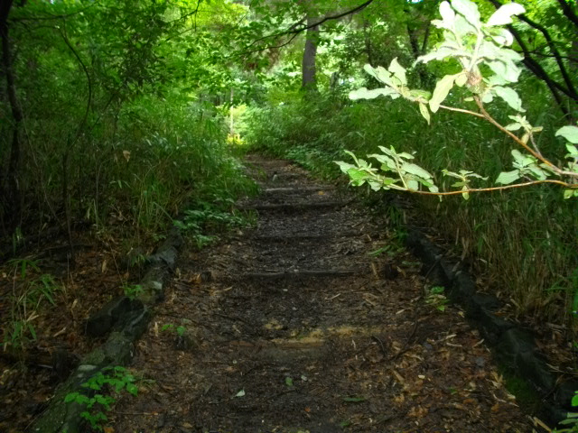 吉田山11